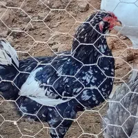 مرغ وخروس گلین جوجه لاری بوقلمون ماده|حیوانات مزرعه|مزرعه کتول, |دیوار