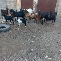 16عددگوسفندی محلی