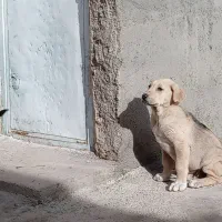 واگذاری توله 3 ماهه نسل صدام تکاب