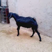 بز نر|حیوانات مزرعه|کاکی, |دیوار