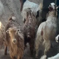 سلام ۹عددبزغاله ۲نر۷تا ماده قیمت جفتی ۱۴میلیون