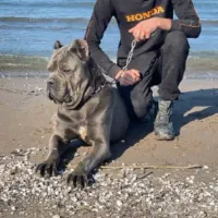 کن کورسو|سگ|تهران, قیطریه|دیوار