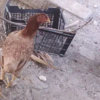 مرغ لاری سالم سرحال