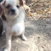 پاپی کوچولوهای چشم آبی|سگ|چناران, |دیوار