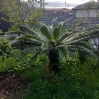 سیکاس فروشی