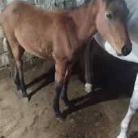 مادیون 5 ماهه|حیوانات مزرعه|سیلوانه, |دیوار