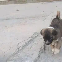 سگی|سگ|کرمانشاه, |دیوار