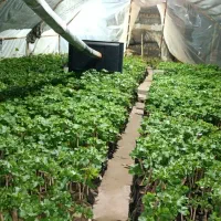 تولید نهال ارقام انگور