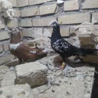 جوجه‌سینه‌مشهدی‌نر،کلاغ‌رسمی‌نر|پرنده|مشهد, شهید معقول|دیوار
