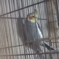 عروس هلندی نر