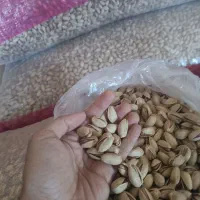 پسته اکبری انس ۲۰-۲۱ دستچین