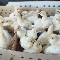 جوجه بوقلمون بیوتی 6