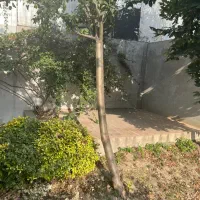 پیمان کاری فضای سبز|خدمات باغبانی و درختکاری|محمودآباد, |دیوار
