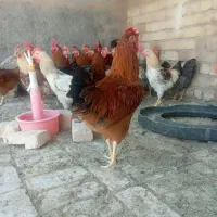 ۵۰تاخروس بالغ محلی جوان چاق کشتاری وخریدارخروس