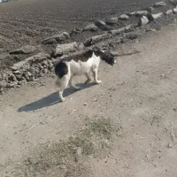 سگ ماده خوبیه زیاد ماده دارم رایگان