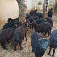 بره نر وماده