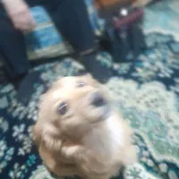 سگ گمشده|حیوانات|بندر گز, |دیوار