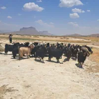 بز ترکی|حیوانات مزرعه|مرودشت, بهارستان|دیوار
