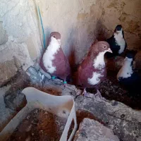 دوجفت کرواتی سرخ وسیاه فروشی|پرنده|تربتحیدریه, اندیشه|دیوار