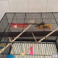 ۴ عدد فنچ با قفس