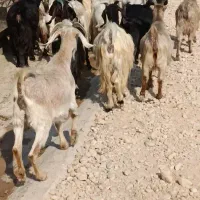 سی بز ابستن|حیوانات مزرعه|بهبهان, |دیوار