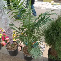 گل فروشی ابوالفضل|گل و گیاه طبیعی|پاکدشت, پاکدشت (مامازند)|دیوار