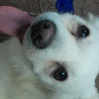 سگ نژاد اشپیتز|سگ|یزد, |دیوار