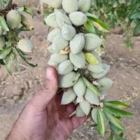 نهال بادام خوشه ای