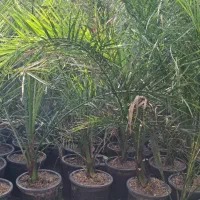 تولید گیاهان فضای سبز بیرونی در رشت|گل و گیاه طبیعی|رشت, حومه رشت|دیوار