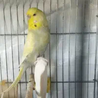 فروش مرغ عشق ماده انگلیسی
