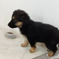 توله ژرمن دورنگ|سگ|مشهد, جاهد شهر|دیوار