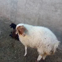 بره ماده چاق|حیوانات مزرعه|گلپایگان, |دیوار