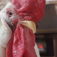 خروس سفیدگمشده درجاده خاوران عباس آبادمژدگانی بالا