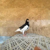 یال سیاه یخه درویشی|پرنده|شیراز, دشت چنار|دیوار