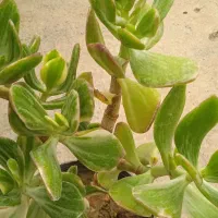 گل کادو روز مادر|گل و گیاه طبیعی|بروجرد, |دیوار