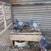 پرنده پلاکی