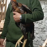 خروس جوجه کش|پرنده|بندر گز, |دیوار