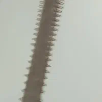 اره ماهی قدیمی