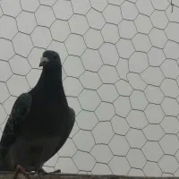 مسافتی|پرنده|مشگین شهر, |دیوار