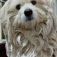 گمشده|حیوانات|نجف‌آباد, امام خمینی|دیوار