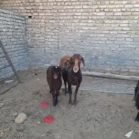 میش وبره|حیوانات مزرعه|گلپایگان, |دیوار