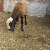 کوسفند وبزجوان|حیوانات مزرعه|باقرشهر, |دیوار