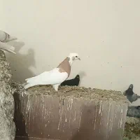 طوق زردنر|پرنده|شیراز, کرونی(خاتونک)|دیوار