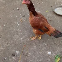 جوجه خروس لاری و مرغ لاری 800|حیوانات مزرعه|لولمان, |دیوار