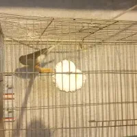 قناری نر مست