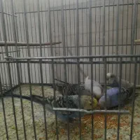 تعدادی مرغ عشق ب فروش میرسد