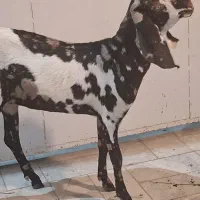 بز وبزغاله پنچاپ|حیوانات مزرعه|سراوان, |دیوار