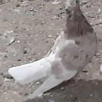 کبوتر  هفت رنگ دم سفید