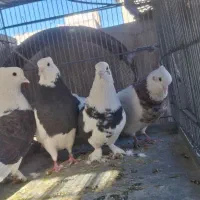 ۲ جفت کفتر بی نظیر