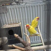 جفت کوتوله مولد کارداده